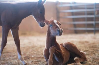 Prima and Bellisima the foals, one lying down and the other standing above her