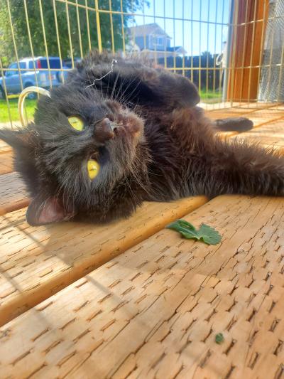 Fossy the cat lying on his side for a bellyrub outside in a catio