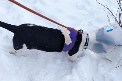 Bunny outside on a walk in the snow wearing a protective cone