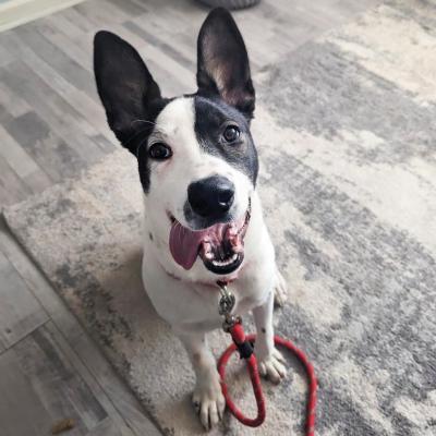 Bunny the foster puppy with mouth open in a smile and tongue out, with large upright ears