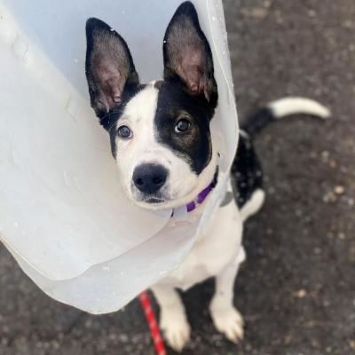 Bunny the foster puppy wearing a cone highlighting her large ears