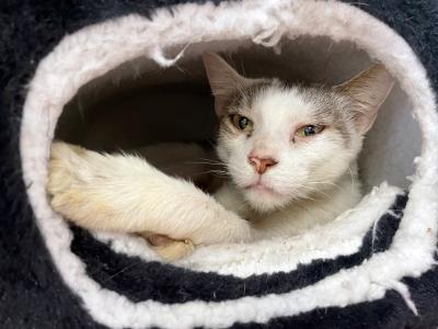 Gray and white cat lying in an enclosed cat bed