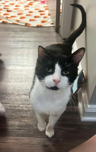 Black and white cat standing in a hallway