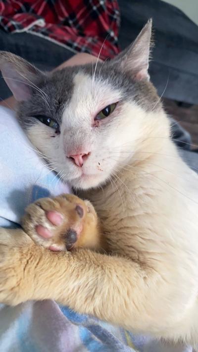 Gray and white cat lying on with paw pads showing