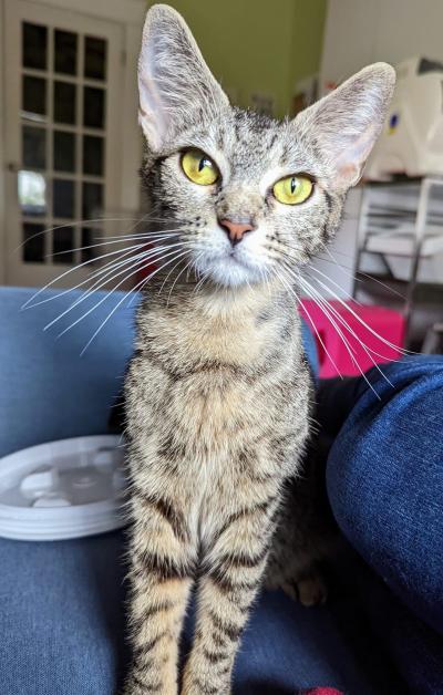 Tabby cat with amber eyes in a home