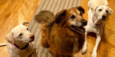 Three dogs in a row, looking to the side