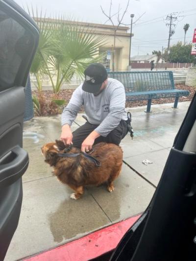 Officer Devin Jameson putting a leash on a small brown dog