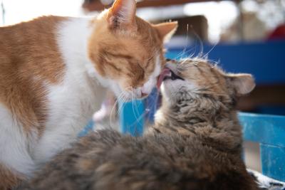 Sunny and Grove the cats grooming each other