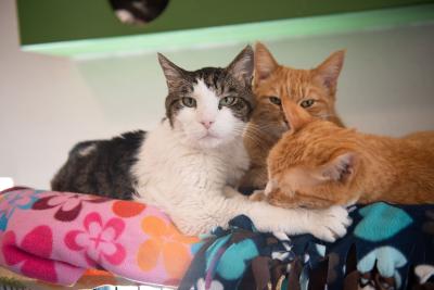 Willy, Kingston and Adored the cats all snuggled in a bed together