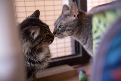 Marky Mark and Coddle the cats nose-to-nose