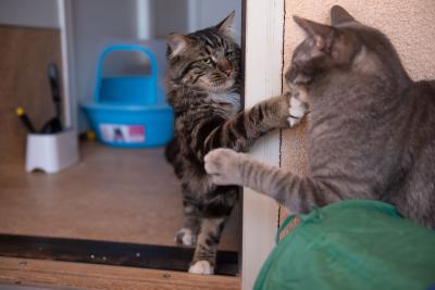 Marky Mark and Coddle the cats playing around a doorway