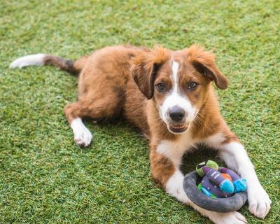 Furry puppy with a toy