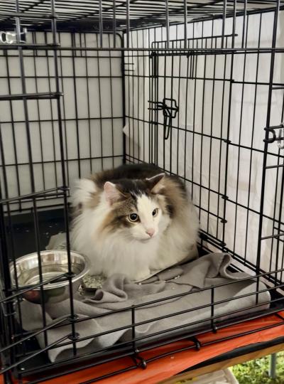 Gary the cat in a wire kennel at the Los Angeles Super Adoption