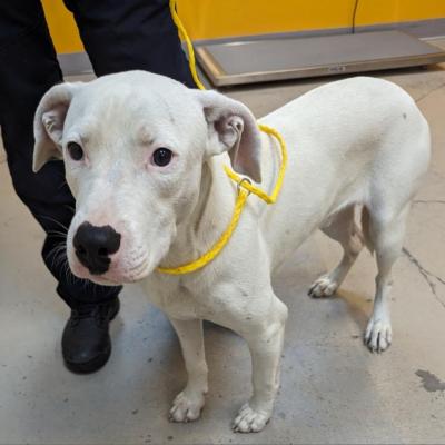 Ghost the dog on a yellow lead with a person's legs next to him