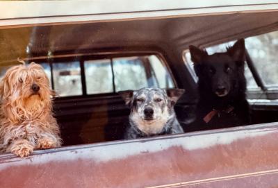 Best Friends co-founder Francis Battista's former dogs Goldie, ZZ, and Grelle