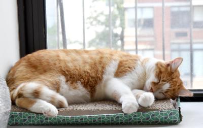 Goldilocks the cat sleeping beside a window on a cardboard scratcher