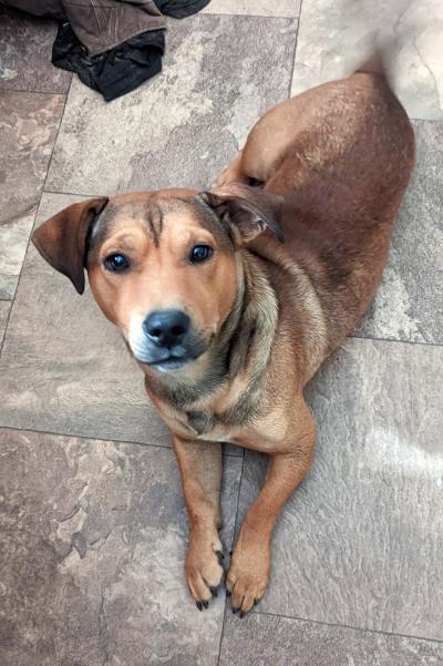 Toby the dog on a tile floor, wagging his tail so that it's a blur