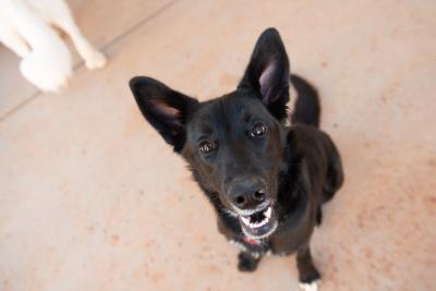 Greggy the dog smiling