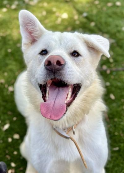 Gretta the dog from Tehama County Animal Care Center