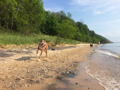 Two dogs running on a beach shoreline next to water