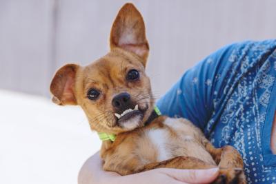 Gremlin the dog with an underbite being held by a person