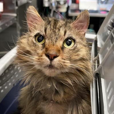 Stella the cat with patchy fur