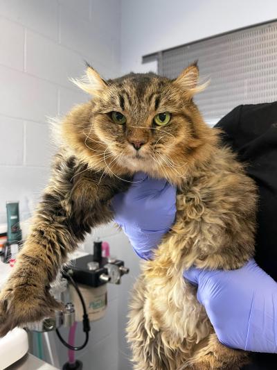 Stella the cat being held and you can see her big paw and extra toes