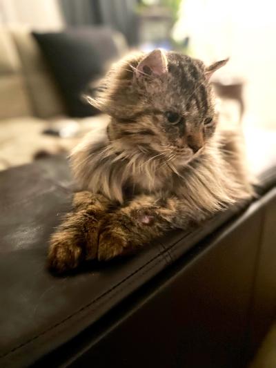 Stella the cat lying on a piece of furniture