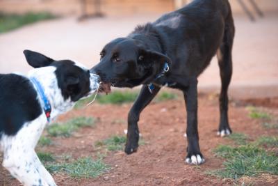 Dog Greggy and Gunner playing tug of war with a toy together