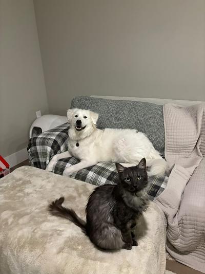 Archie the cat on a bed with his canine friend