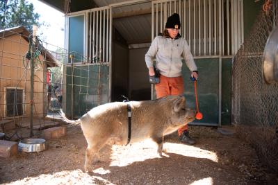 Karen the kunekune pig wearing the vibrating belt and nosing the target stick held by Hailey her trainer