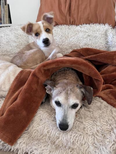 Halo the puppy snuggling with Cooper the dog