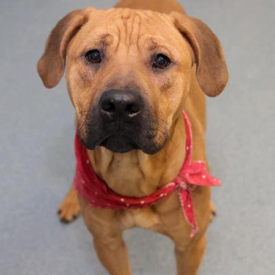 Officer Ben the dog wearing a red bandanna