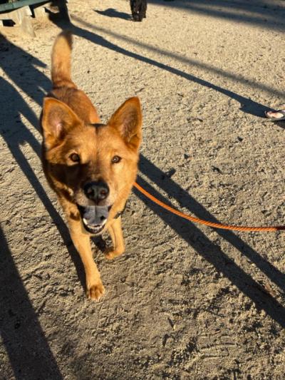 Hanjae the dog outside on a leash in the sand