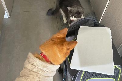 Hanjae the dog looking at a gray and white cat