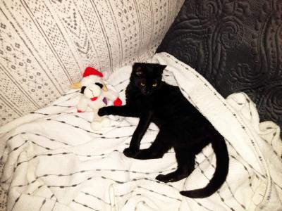 Harlie Q the kitten lying next to her Lambchop toy