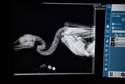 X-ray of heron showing the fishhook