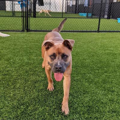 Hollywood the dog in a fenced in area on some green grass