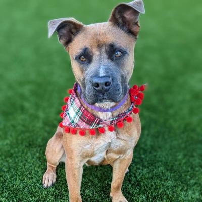 Hollywood the dog on green grass wearing a plaid bandanna trimmed with red pom poms