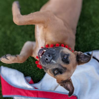 Hollywood the dog lying upside-down with his head framed in red pom poms