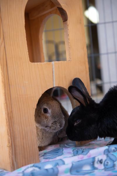 Hope the rabbit inside a wooden structure with Torvi the rabbit looking in