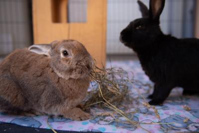 Torvi and Hope the rabbits inside with some hay