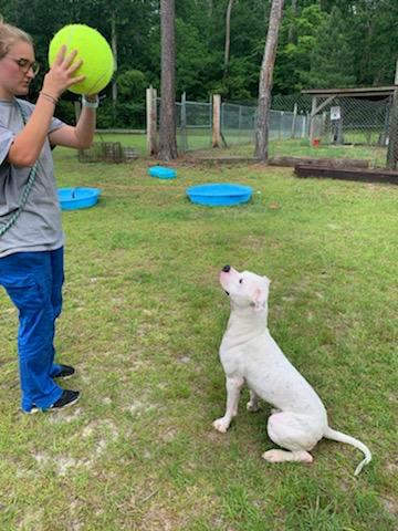 Person playing with a ball with Ghost the dog