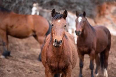 Jasmin with other horses around her