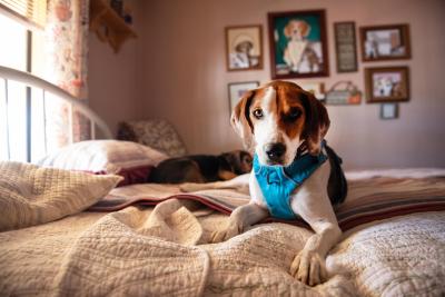 Elvis the dog lying on a bed