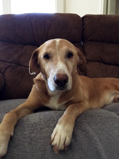 Fergus the dog lying on a couch