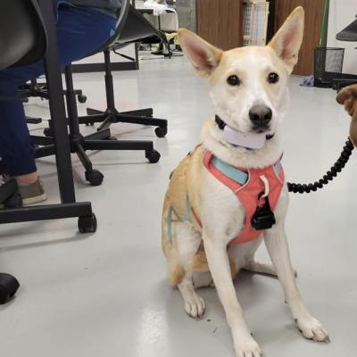 Tanner the dog wearing a harness and on a leash