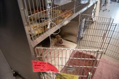 Huckleberry the puppy lying in a kennel