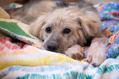 Huckleberry lying down on a blanket