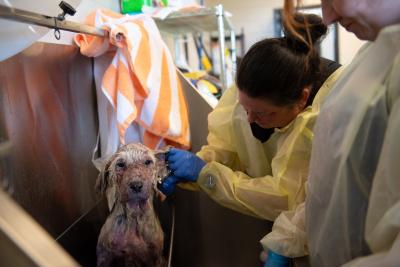 Huckleberry the puppy receiving a bath